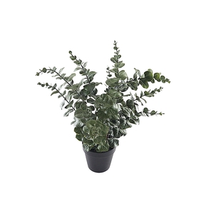 Eucalyptus Plant In Pot PP550027GRN