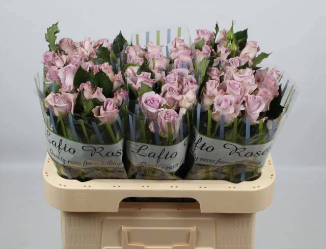 <h4>R GR OCEAN SONG</h4>