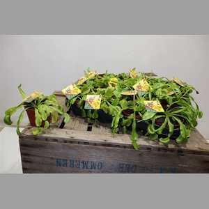 Dionaea Muscipula