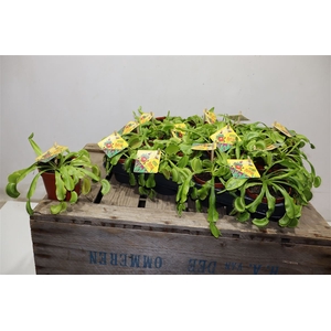 Dionaea Muscipula