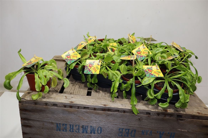 <h4>Dionaea Muscipula</h4>