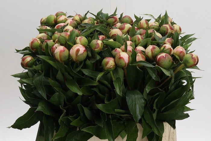 <h4>Paeonia Noemi Demay</h4>