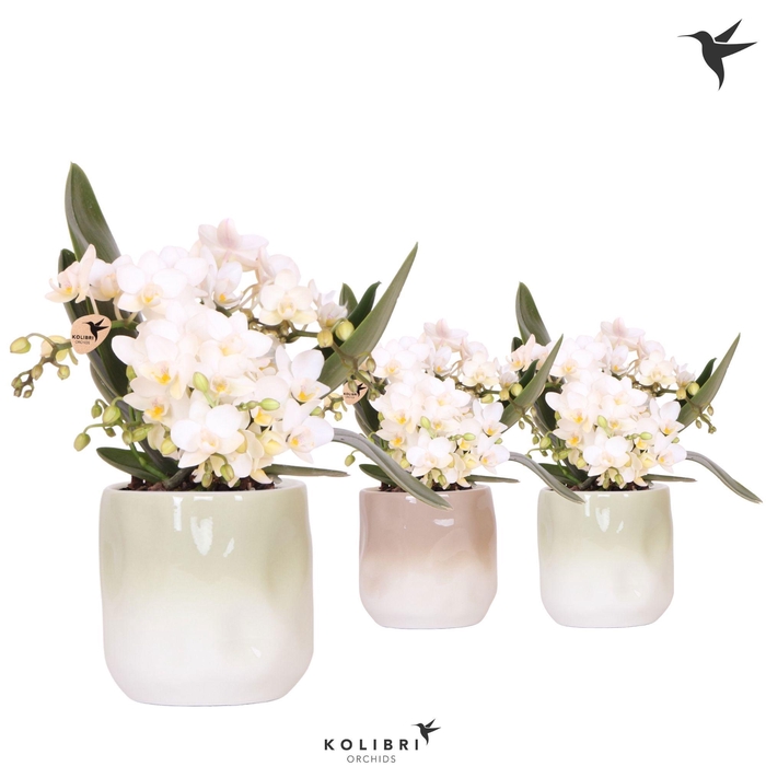 <h4>Kolibri Orchids Phalaenopsis Nazare 4 spike in Gradience pot sand mix</h4>