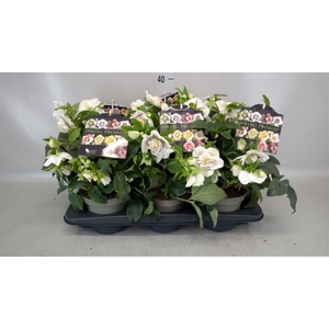 Helleborus  'Spring Promise'  ..mix