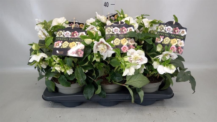 <h4>Helleborus  'Spring Promise'  ..mix</h4>