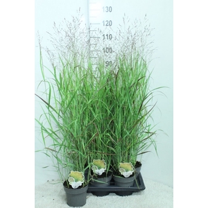 Panicum virgatum