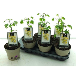 GINKGO BILOBA