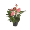 ANTHURIUM P15 ROSA