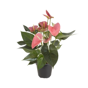 ANTHURIUM P15 ROSA