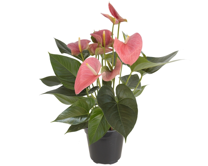 <h4>ANTHURIUM P15 ROSA</h4>