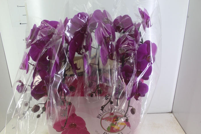 <h4>PHALAENOPSIS CASCATA ESPECIAL P15 FUCHSIA MIN 11 FLS</h4>