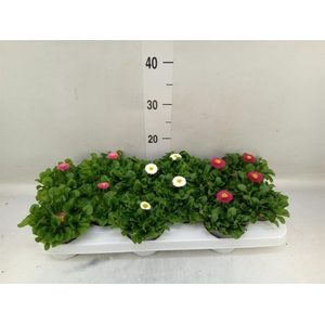 Bellis perennis   ...mix