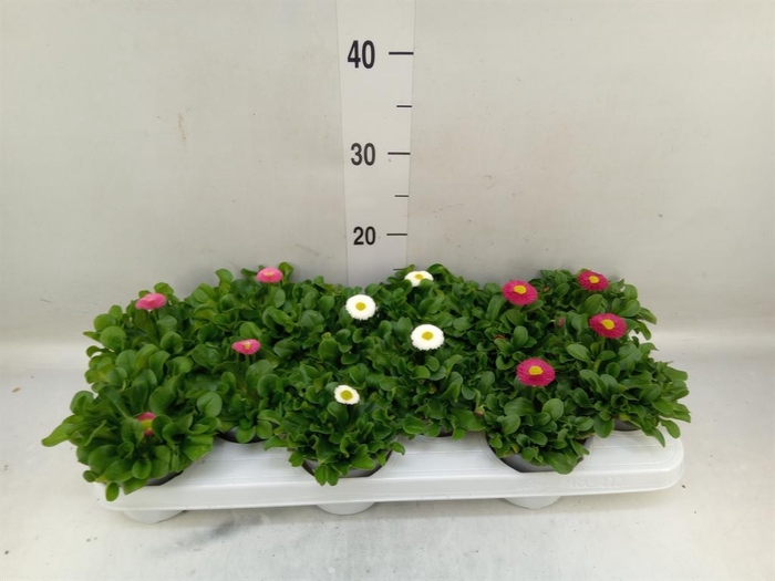 <h4>Bellis perennis   ...mix</h4>