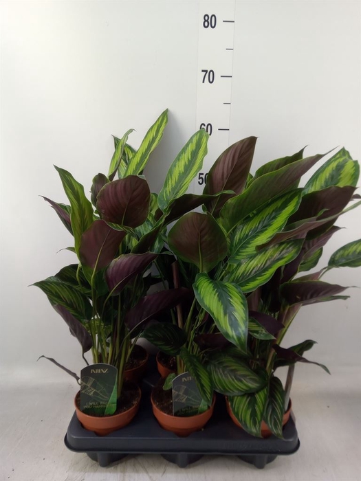<h4>Calathea  'Beautystar'</h4>