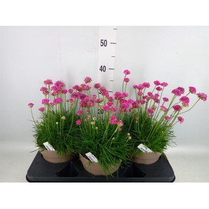 Armeria maritima