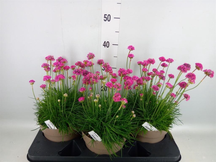 <h4>Armeria maritima</h4>