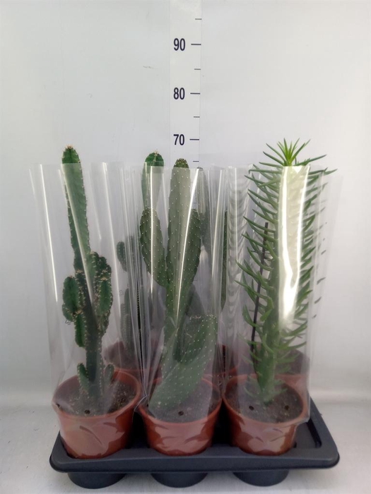 <h4>Cactus   ...mix  3</h4>