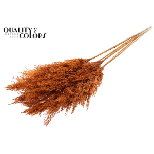 Pampas Grass 100cm 5st/bunch Terracotta