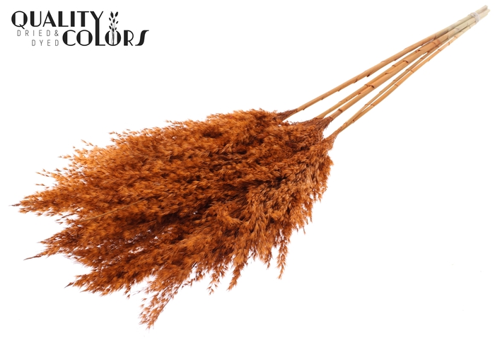 <h4>Pampas Grass 100cm 5st/bunch Terracotta</h4>