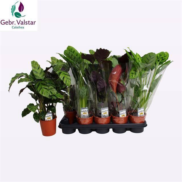 <h4>CALAT GEM 4 SRT</h4>