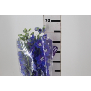 DELPHINIUM 070 CM AZUL