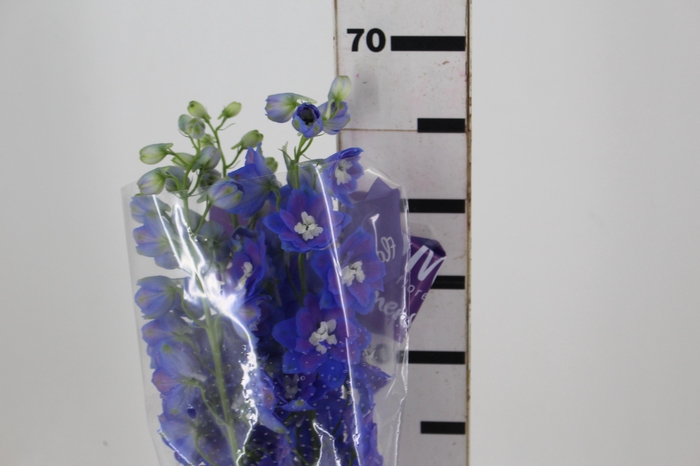<h4>DELPHINIUM 070 CM AZUL</h4>