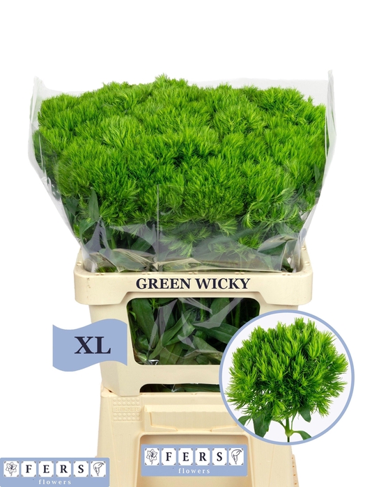 <h4>DI BARB GREEN WICKY</h4>