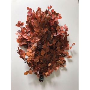 Beuk Klb Orange Preserved GF