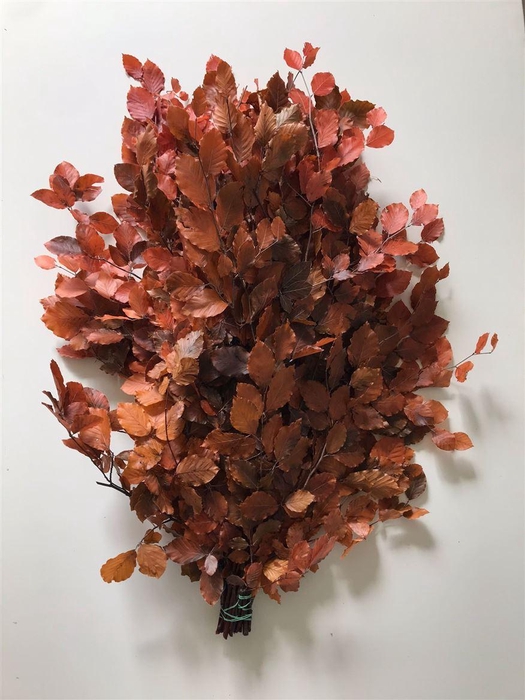 <h4>Beuk Klb Orange Preserved GF</h4>