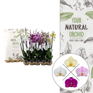 Your Natural Orchid | Eco Mix 65cm | Phalaenopsis 3 spike