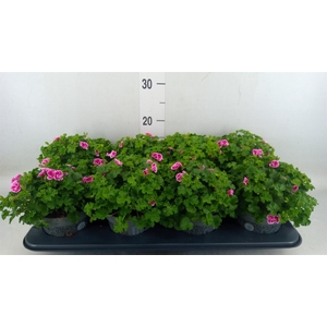 Pelargonium gran.   ..