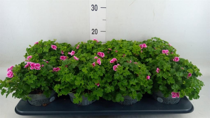 <h4>Pelargonium gran. ..</h4>