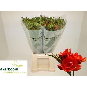 FREESIA DUB ROMANTIC ORANGE 19 GR.