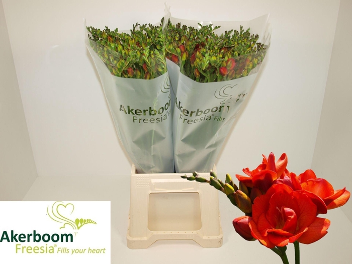 <h4>FREESIA DUB ROMANTIC ORANGE 19 GR.</h4>