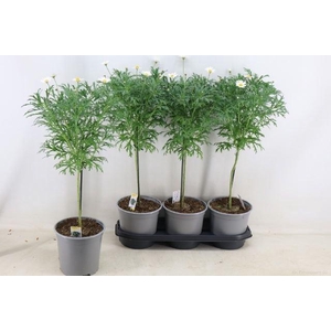 Argyranthemum frutescens overig