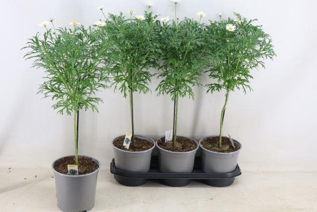 <h4>Argyranthemum frutescens overig</h4>