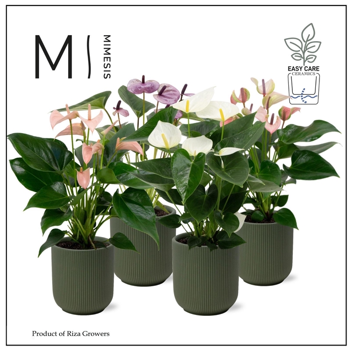 <h4>Mimesis Anthurium KARMA Soft mix - Atlanta Dark green</h4>