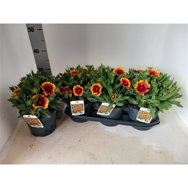 <h4>gaillardia</h4>