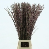 Salix G Pink Cushion