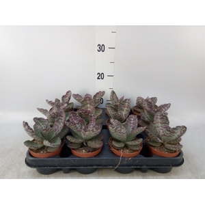 Succulents   ...