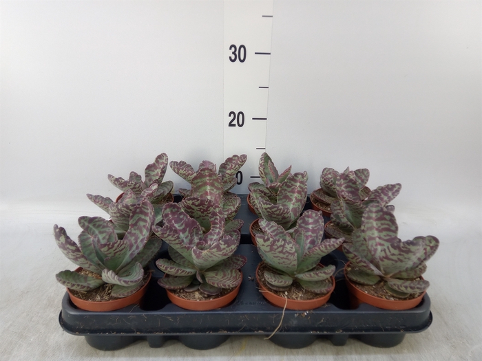 <h4>Succulents   ...</h4>