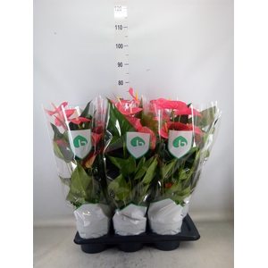 Anthurium andr. 'Maine'