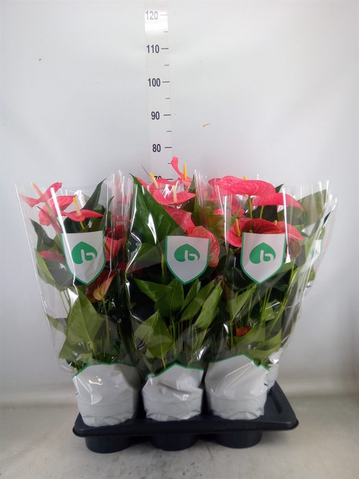 <h4>Anthurium andr. 'Maine'</h4>