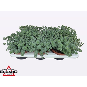 Sedum sieboldii