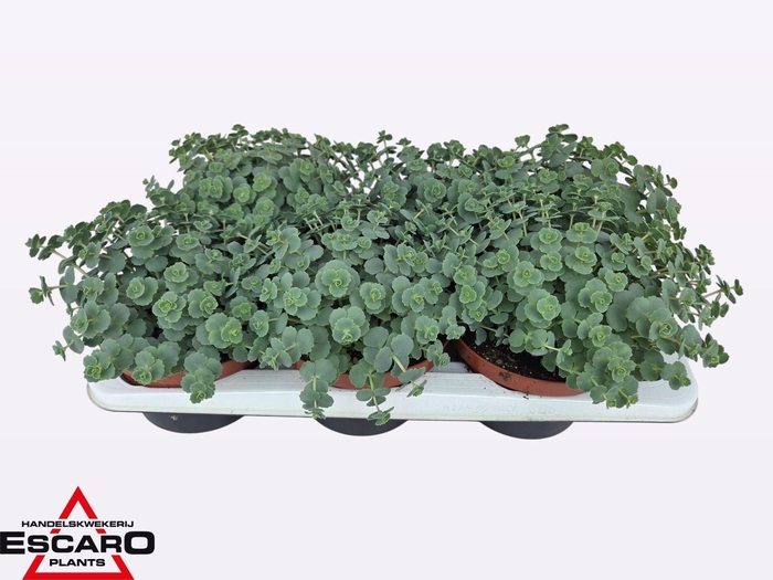 <h4>Sedum sieboldii</h4>