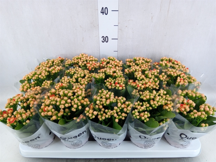 Kalanchoe  'MoreFlow Geneva'