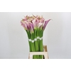 Zantedeschia Eydolls Purple White