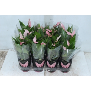 ANTHURIUM LILLI P09 PREMIUM