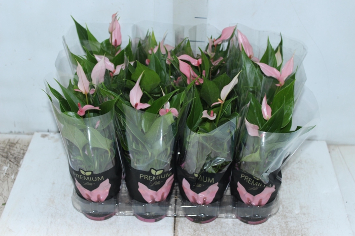 <h4>ANTHURIUM LILLI P09 PREMIUM</h4>