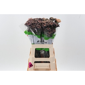 Di St Tinted Black Vintage